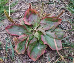 Plantago major
