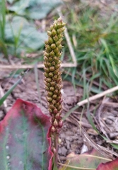 Plantago major