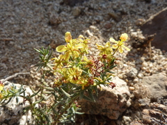 Dinemandra ericoides