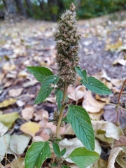 Amaranthus retroflexus