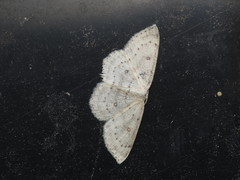Cyclophora albipunctata