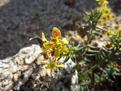 Dinemandra ericoides