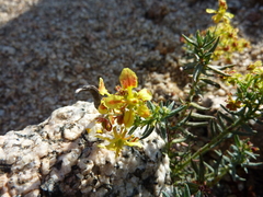 Dinemandra ericoides