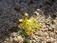 Dinemandra ericoides