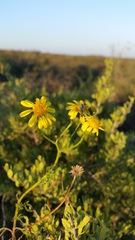 Senecio subulatus