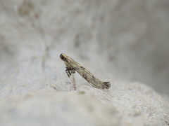 Caloptilia populetorum