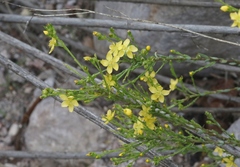 Linum neomexicanum