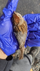 Spizella passerina