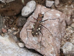 Cicindela sedecimpunctata