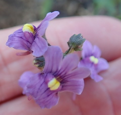 Nemesia denticulata