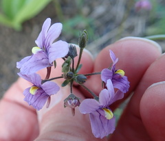 Nemesia denticulata