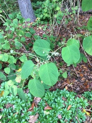 Reynoutria japonica