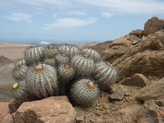 Copiapoa longistaminea
