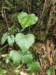 Pericampylus glaucus