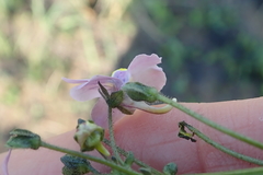 Nemesia denticulata