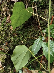 Pericampylus glaucus