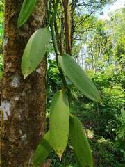 Vanilla planifolia