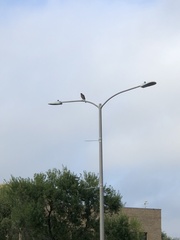 Parabuteo unicinctus