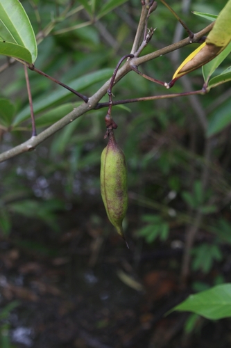 Tabebuia palustris image