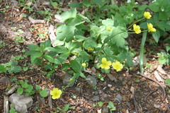 Ranunculus constantinopolitanus