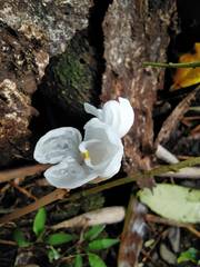 Didymoplexis pallens