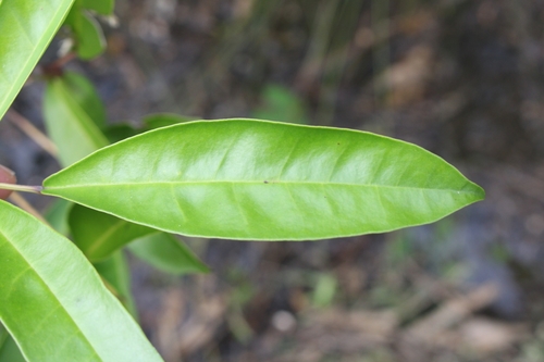 Image of Tabebuia palustris by no rights reserved