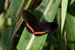 Biblis aganisa