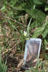Viola kitaibeliana