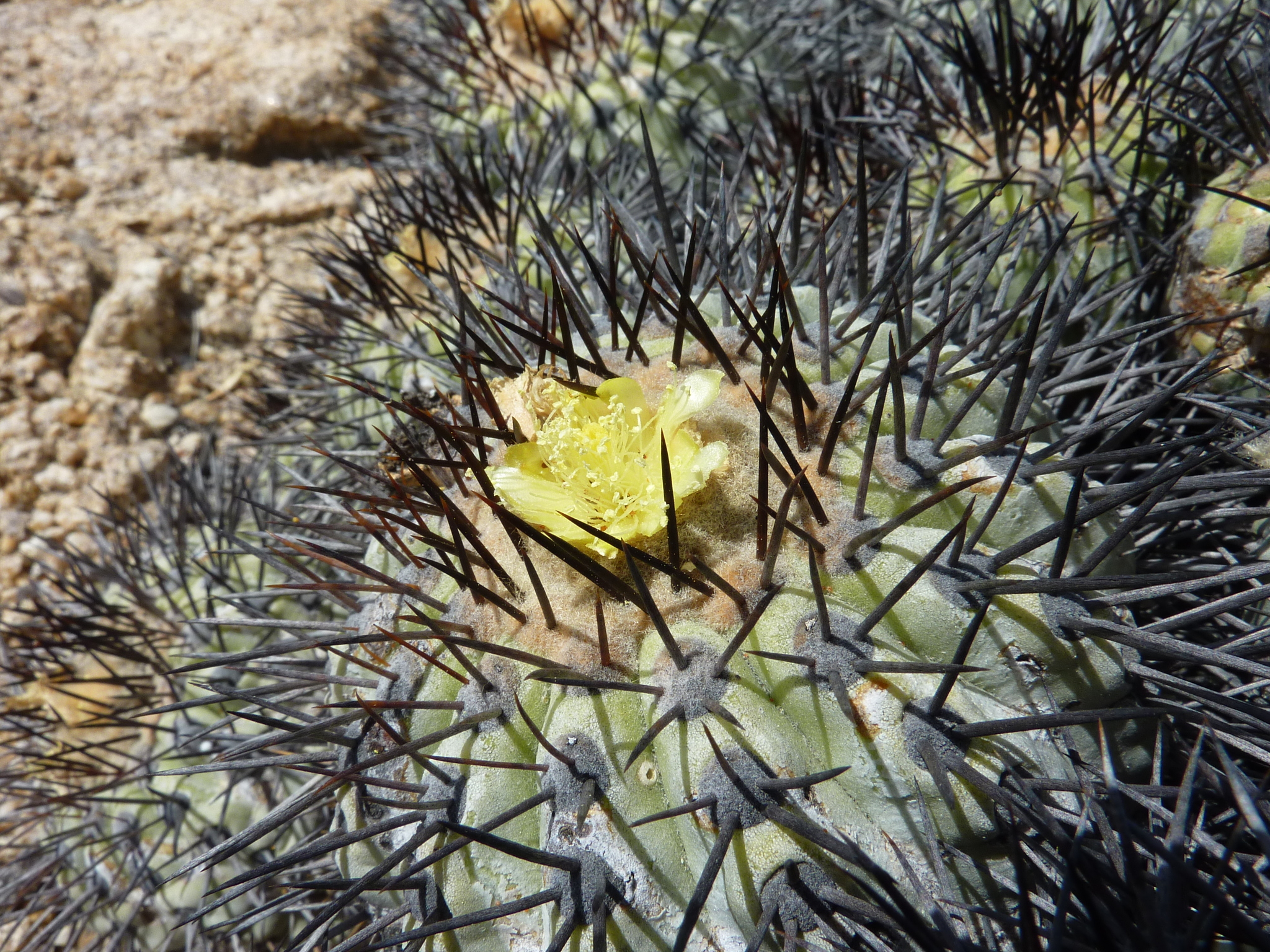 Copiapoa longistaminea