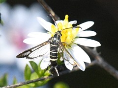 Carmenta phoradendri