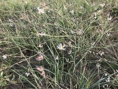 Trachyandra revoluta