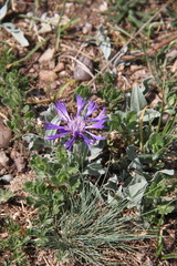 Centaurea fuscomarginata