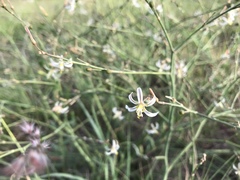 Trachyandra revoluta