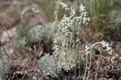 Artemisia alpina