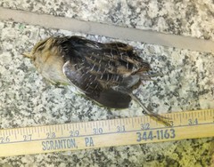 Coturnicops noveboracensis