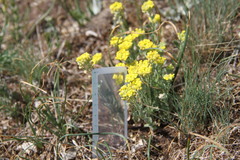 Alyssum trichostachyum