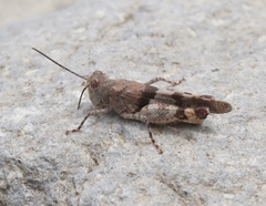 Heliastus benjamini