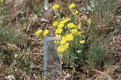 Alyssum trichostachyum