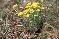Alyssum trichostachyum