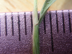 Alopecurus carolinianus