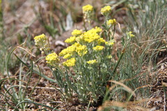 Alyssum trichostachyum