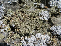 Lecanora phryganitis