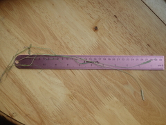 Alopecurus carolinianus