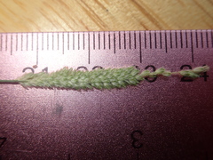 Alopecurus carolinianus