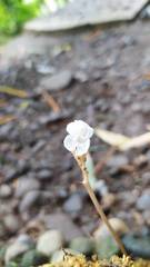 Didymoplexis pallens