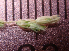 Alopecurus carolinianus