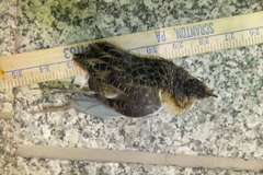 Coturnicops noveboracensis