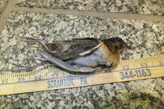 Coturnicops noveboracensis