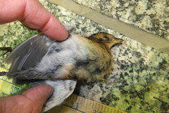 Coturnicops noveboracensis