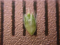 Alopecurus carolinianus